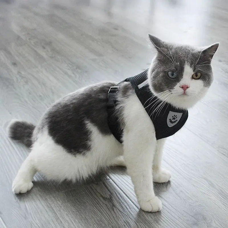 Adjustable pet harness set (small dogs/cats): vest, collar, leash. Fits French Bulldogs, Chihuahuas, etc. CJ   SMARTGLO COLLECTIONS