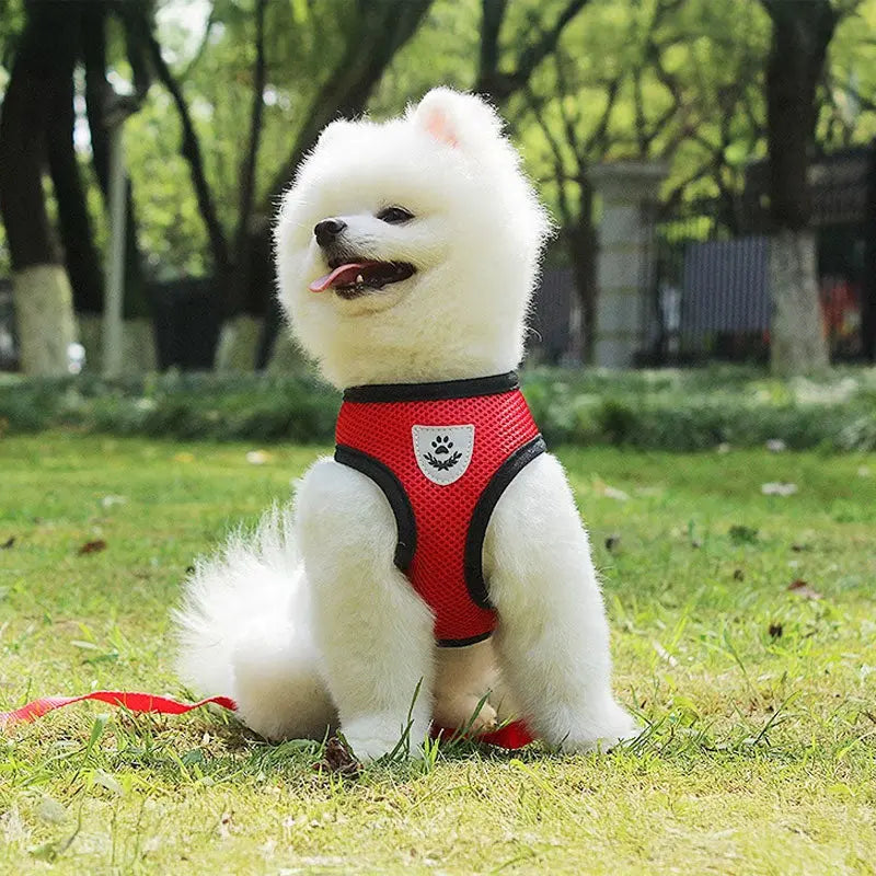 Adjustable pet harness set (small dogs/cats): vest, collar, leash. Fits French Bulldogs, Chihuahuas, etc. CJ   SMARTGLO COLLECTIONS